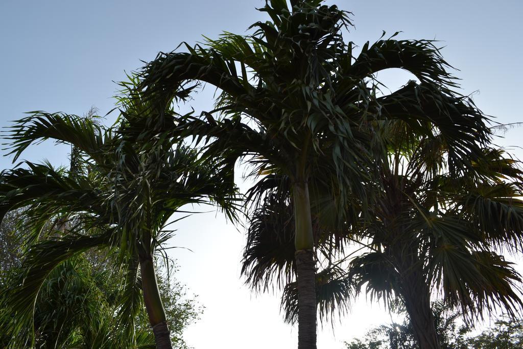 Palm Trees Apartments Willemstad Extérieur photo