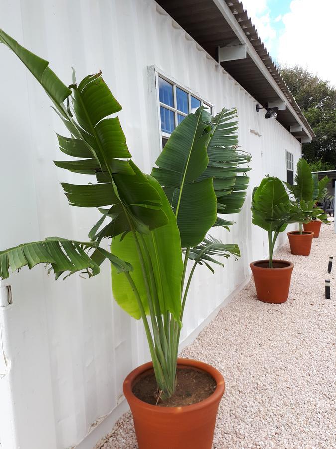 Palm Trees Apartments Willemstad Extérieur photo